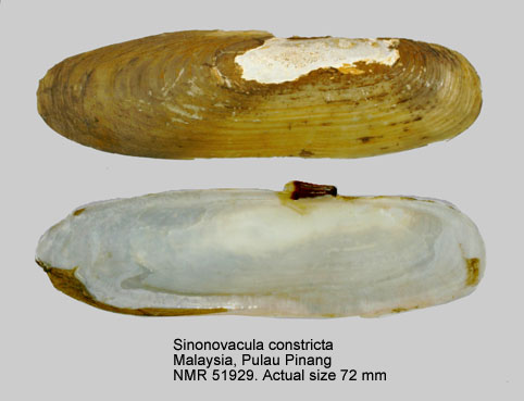 Sinonovacula constricta.jpg - Sinonovacula constricta(Lamarck,1818)